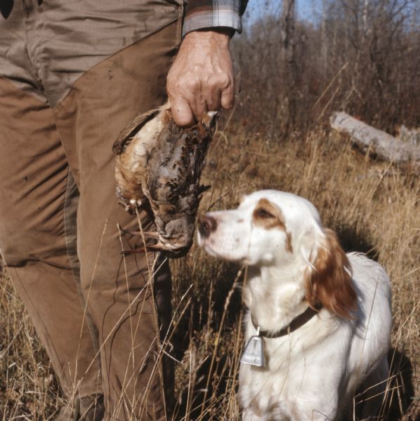 Close-up of a man's hands holding dead woodcocks alongside his right leg. A dog walking on the right is sniffing at the bodies of the dead birds.