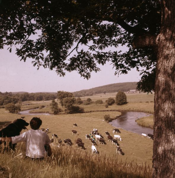 View from hill looking down towards a person sitting with a dog watching a herd of cows grazing below next to a winding creek.