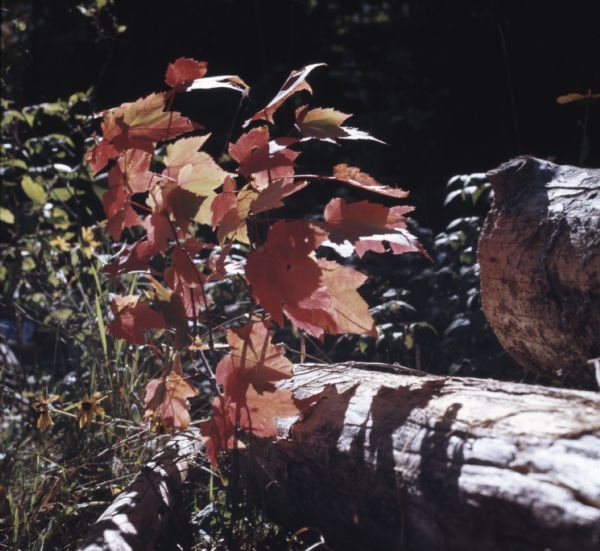 Close-up view of a small maple tree growing next to logs. The leaves of the tree are bright red and yellow.