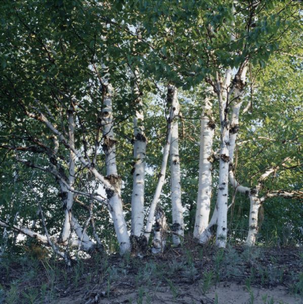 A row of birch trees standing at the top of a small hill.