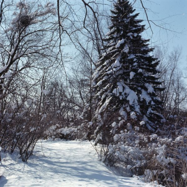 Trees and bushes in the Arboretrum covered with snow.