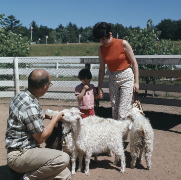 A man is kneeling on the ground feeding two goats from bottles in a fenced enclosure. Just behind the goats is a woman is standing and holding a young child's hand as they look at the goats. One goat is inspecting the woman's purse.