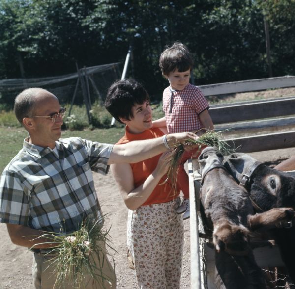 A man is feeding two donkeys grass, while a woman is standing next to a child who is sitting on top of a fence watching the donkeys eat.