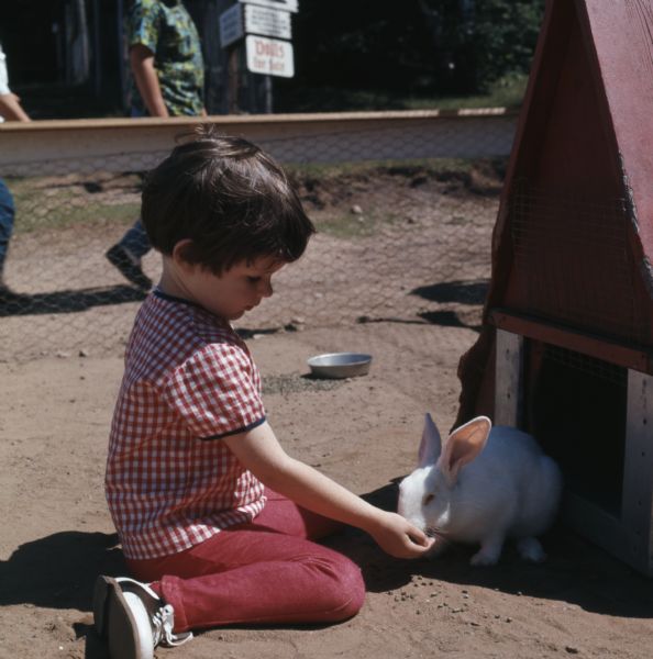 A girl is sitting on the ground feeding an albino rabbit from her hand.