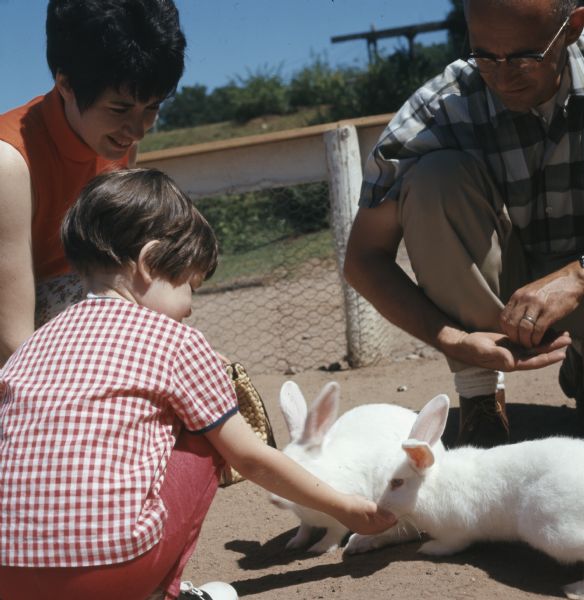 A woman and a man are kneeling on the ground watching their young daughter feeding two albino rabbits.