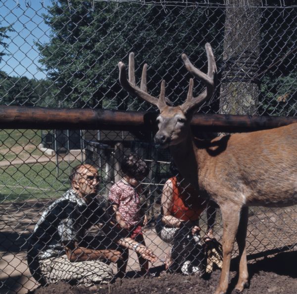 View from inside fenced enclosure of a buck standing near a fence. On the other side of the fence a man and woman are kneeling on the ground next to a young girl. The man is holding out food for the buck.