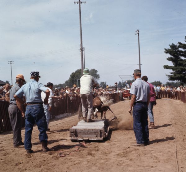 Rear view a man standing on a weighted sled holding the reigns of two horses. The horses are attempting to pull the weight forward on loose dirt. Five men are standing behind the sled, and a crowd in the background is watching from behind a fence. A tractor is sitting at the end of the track.