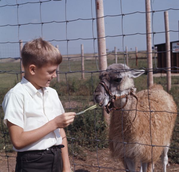 A young boy is feeding a llama through a wire fence.