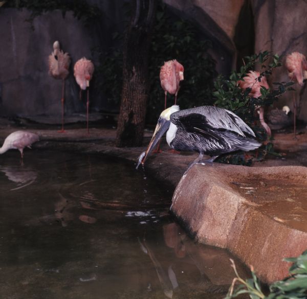 A pelican is eating a fish from a pond in the aviary at the Milwaukee County Zoo. Flamingos are standing around the pond behind the pelican.
