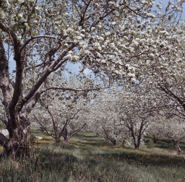 Apple blossoms are blooming in an apple orchard.
