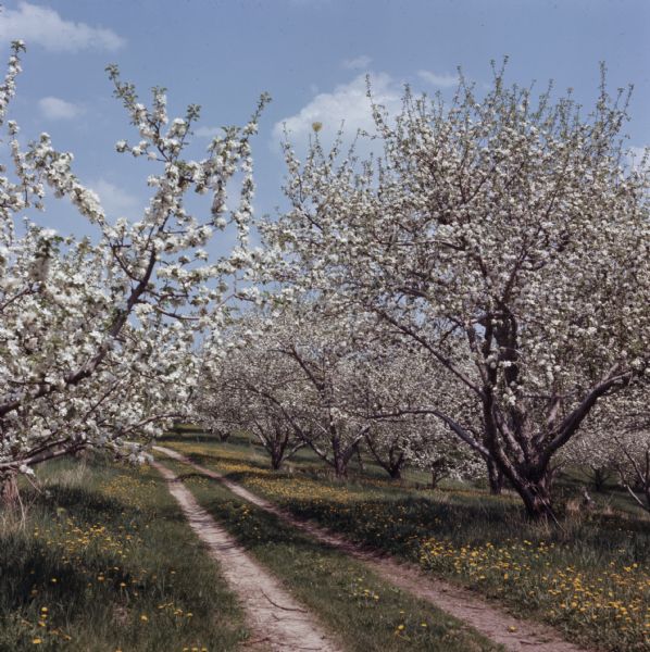 Apple trees in an orchard blooming on either side of a two-track dirt path.