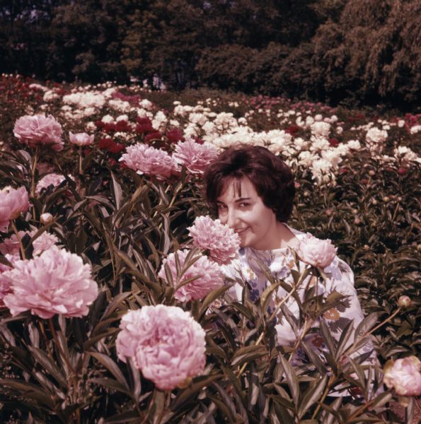 A woman is posing in a field of pink, red, and white peonies.