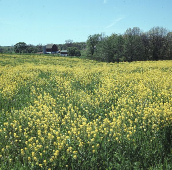 View of a field of wild mustard with yellow flowers. A barn and silo are in the far background.