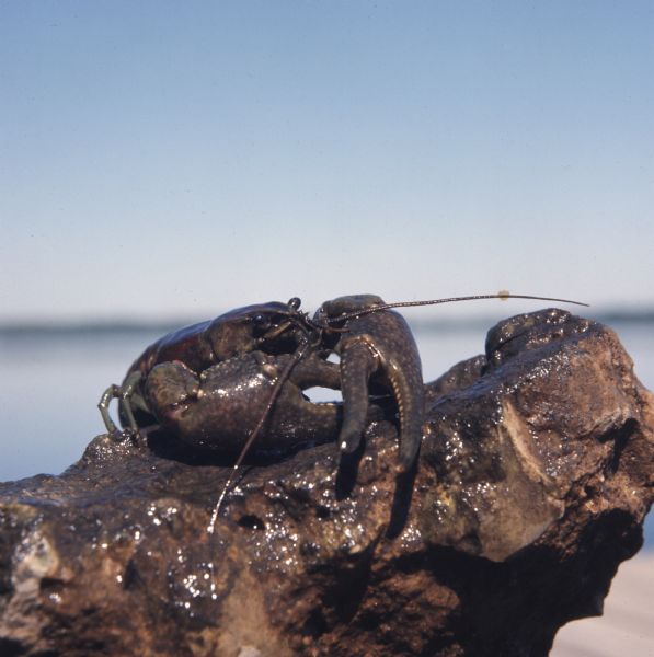 Close-up view of a rusty crayfish on a rock.