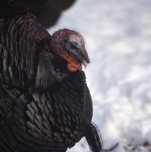 Close-up view of a wild turkey in the snow.