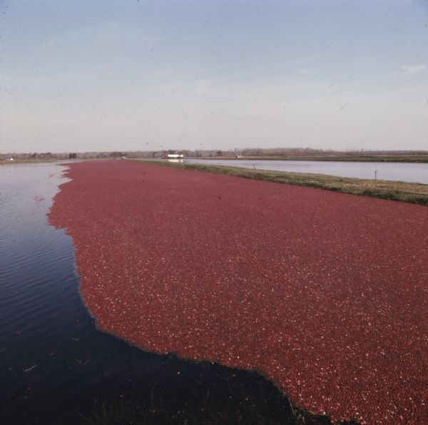 Elevated view of a cranberry farm.