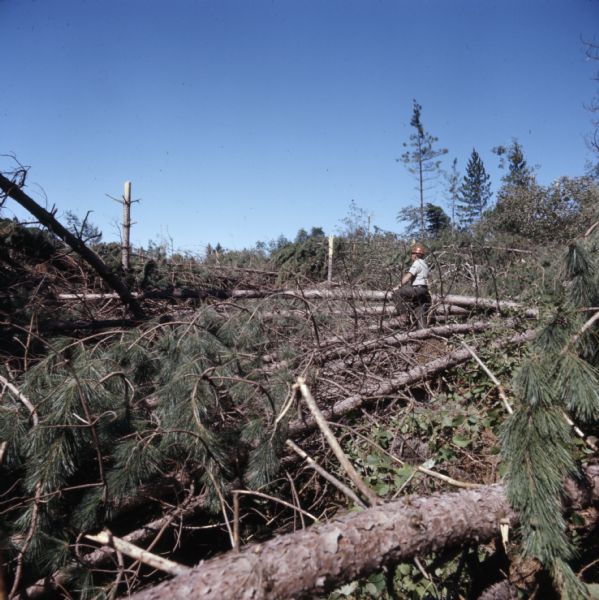 View looking uphill towards a man in a hardhat standing in the middle of fallen pine trees.
