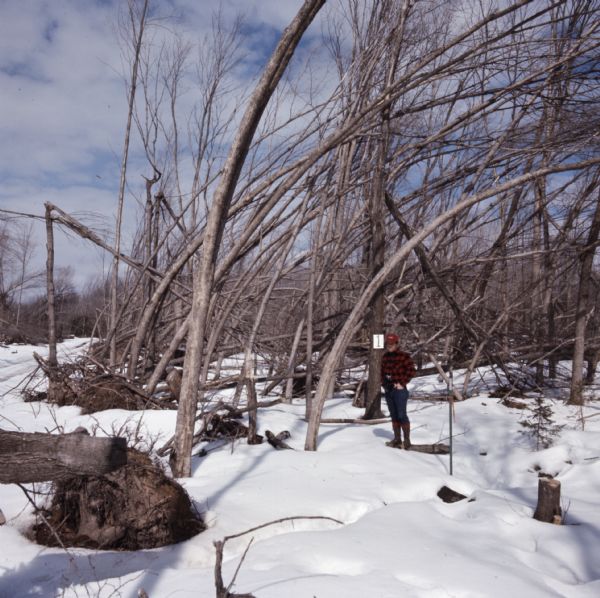 View across snow-covered ground towards a man standing on a log. The trees around him are either broken or bent over towards the right, the result of a storm. A sign on a tree behind the man reads: "1."