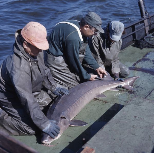 Two men are helping to hold down a sturgeon on the side of a boat as a third man tags the dorsal fin.