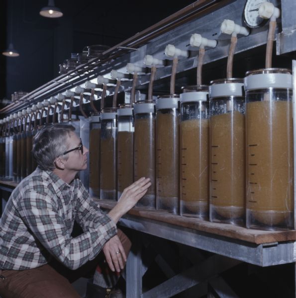 A man is kneeling while observing the line of hatching jars used to incubate fish eggs.