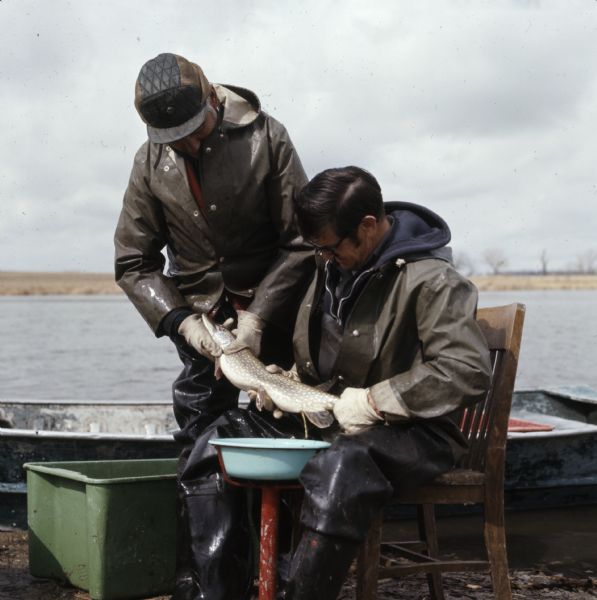 Two men are collecting northern pike spawn on Fox Lake. One man is standing and holding the pike's head, while the other is sitting in a chair with a container sitting between his knees on a stand. He is holding the pike's tail in one hand, and pressing with his other hand near the pike's pelvic fin to collect the spawn.