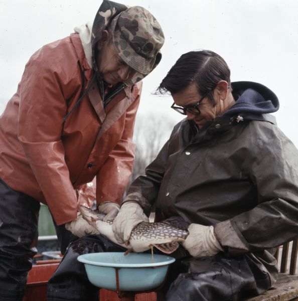 Close-up view of two men collecting northern pike spawn on Fox Lake. One man is standing and holding the pike's head, while the other man is sitting in a chair with a container between his knees on a stand. He is holding the pike's tail with one hand, and pressing with his other hand near the pike's pelvic fin to collect the spawn.