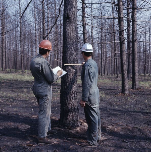 Two men wearing jumpsuits and hard hats are measuring a tree. One man is holding up a measuring tape across the width of the tree as the other man writes on a clipboard. 