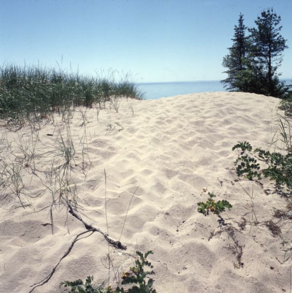 Grass, plants, and trees are growing out of a white sand dune. Beyond the dune is Lake Michigan.