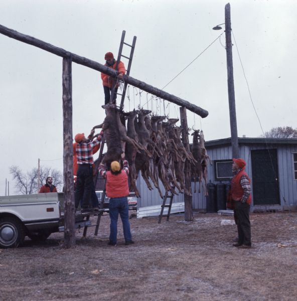Six men are hanging bucks from a rack made of timbers outside of a private sports club.