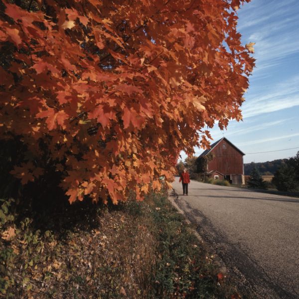 View down side of road towards bright red and orange leaves of maple trees on the left. A woman is walking up the side of a road looking up the trees. There is a barn on the opposite side of the road in the background. 