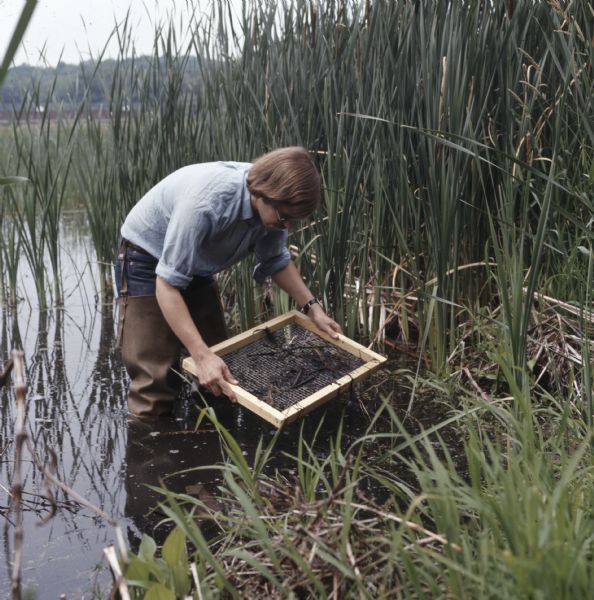 A man wearing hip waders is standing in wetlands holding a collecting screen. He is collecting helgramites (a type of insect larva) to be used as bait for perch.