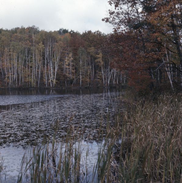 View from grassy shoreline towards a wetlands area in the autumn.