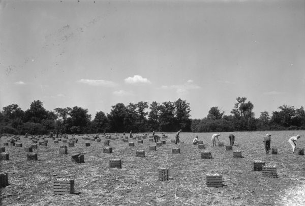 Men and women harvesting onions in a field, filling wooden crates.  There are trees along the edge of the field in the background.