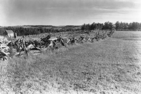 A field is demarcated by tree stumps piled in a wide row. Beyond the piled stumps is a field with stumps still in the ground. There is a farm building on the left and trees in the background. On the reverse of the print is written: "A pine stump fence on a northwestern farm."