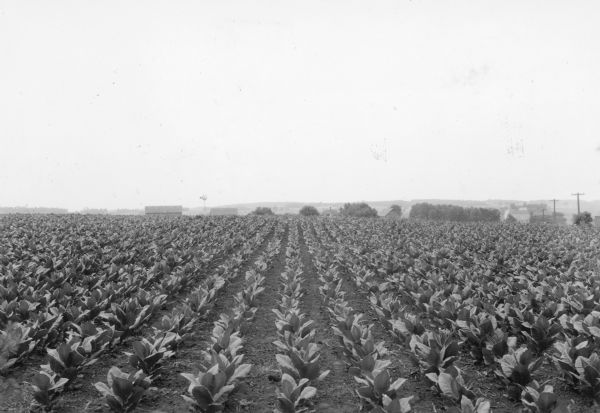 Straight rows of tobacco plants flourishing in a large field. There are farm buildings and a windmill in the background. Utility poles on the are on the right.