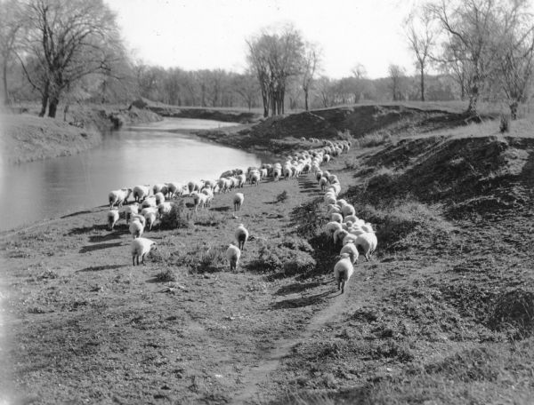 A flock of sheep walking along the bank of a small winding river. There are trees in the background. A typewritten note on the reverse states: "A scene in Columbia County. Wisconsin has 466,000 sheep and lambs."