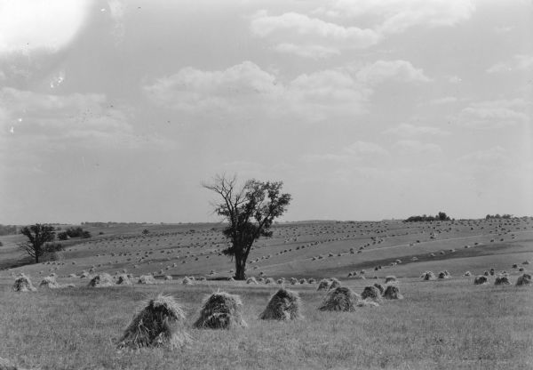 Shocks of oats form long rows in a large, rolling field. A single tree is standing in the field. On the reverse of the print is written: "Greenfield near Lancaster."