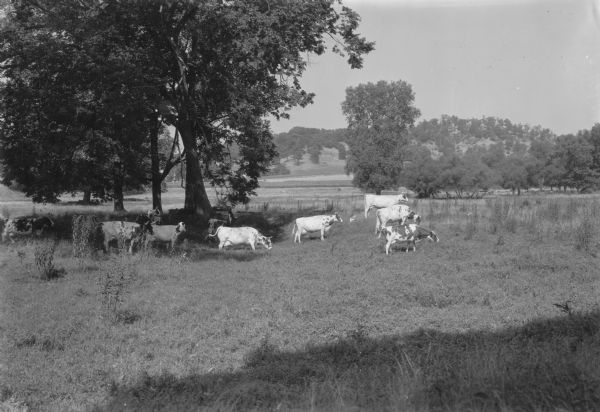 A small herd of dairy cattle grazing in a pasture. The hills in the background are covered with open woodland. On the reverse of the print is typed: "Ayrshire herd near Richland Center."