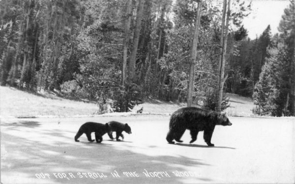 A mother bear, followed by her two cubs, walking on all fours across a clearing, possibly a road, with a wooded area in the background. The postcard is titled: "Out for a Stroll in the North Woods."