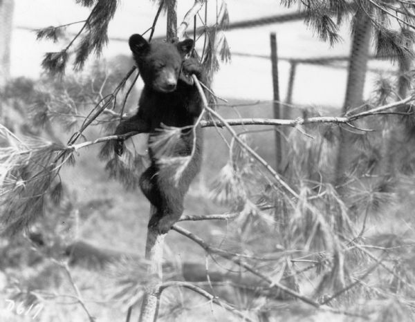 A black bear cub holding onto tree limbs while climbing a white pine sapling.