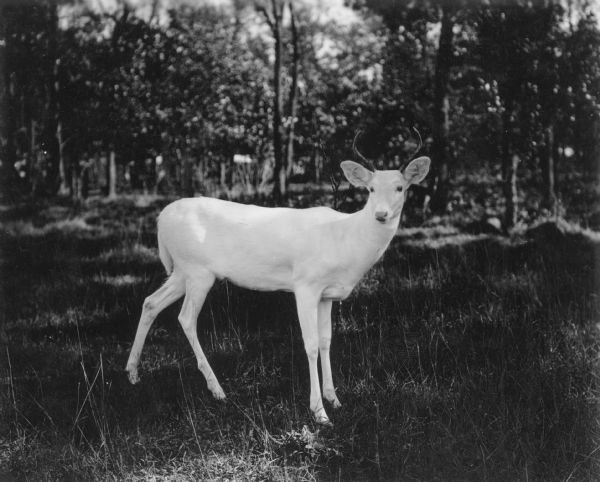 Text from the reverse of the print: "Albino buck, one year old, with first set of horns, at State Experimental Game & Fur Farm." The buck, who was called "Whitey," is seen in profile with his head turned toward the camera.