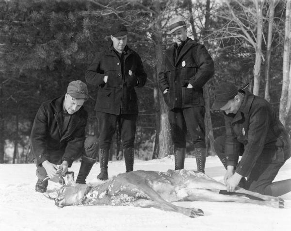 Two conservation wardens are crouching to tag a buck lying in the snow. The buck was killed illegally. Two other wardens are standing and observing. The group of men are dressed similarly, with wool winter jackets, knickerbockers, and laced high topped boots. One warden is wearing a brimmed hat with a wide band; the others have hunting style caps. The badges are visible on three of the men.