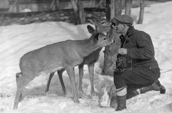 An unidentified man, resting a camera on one knee and kneeling on the snow covered ground, is holding a slice of bread in his teeth while a young deer is eating the bread from the other side. A second deer is pushing his nose toward the man. The packaged loaf of bread is on the ground. The man is wearing high waterproof boots with wool stockings, a short jacket, and a cap. On the reverse is written: "Wisconsin whitetail deer responding to a very different style of feeding."