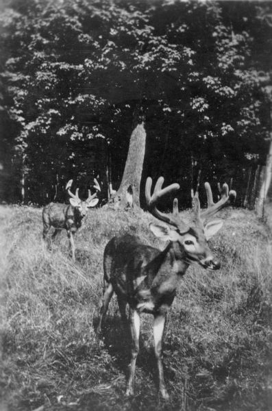 Two eight point bucks are standing in dappled shade at the edge of a wooded area.