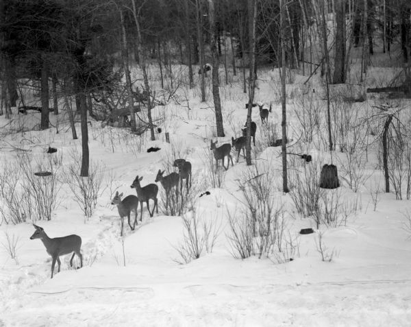 Nine deer pausing at the edge of a wooded area. There is snow on the ground. The caption on the reverse reads: "Following the leader, single file, down the path the herd comes idling along."