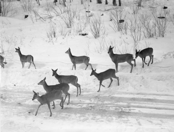 A small herd of deer in a snowy landscape along a one lane road. The caption on the reverse reads: "While some of the herd bravely crosses the road the others take a roadside path."