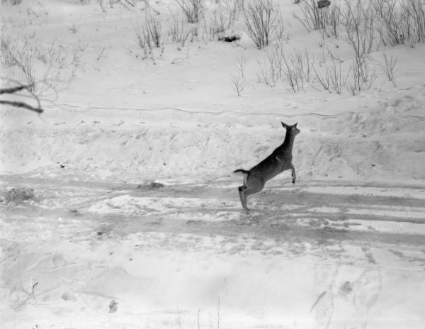 A deer leaping in the middle of a snow covered one lane road. The caption on the reverse of the print reads: "Halfway across the road this deer changed its mind and swirling suddenly bounded for the roadside."