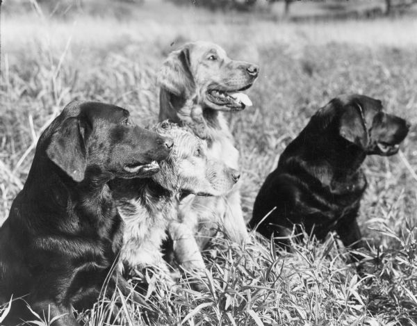 Four dogs sitting in the grass, looking attentively to the right. On the reverse of the print is written: "Retrievers — Labradors and golden." 