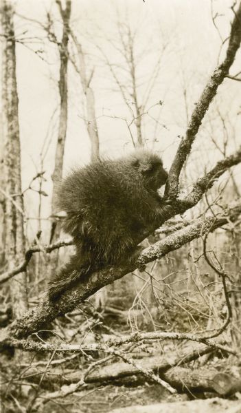 An adult porcupine is climbing a branch of a downed tree.  