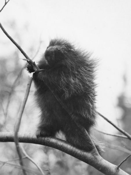 An adult porcupine standing on the branch of a tree. It appears that the porcupine has chewed off a smaller branch. 